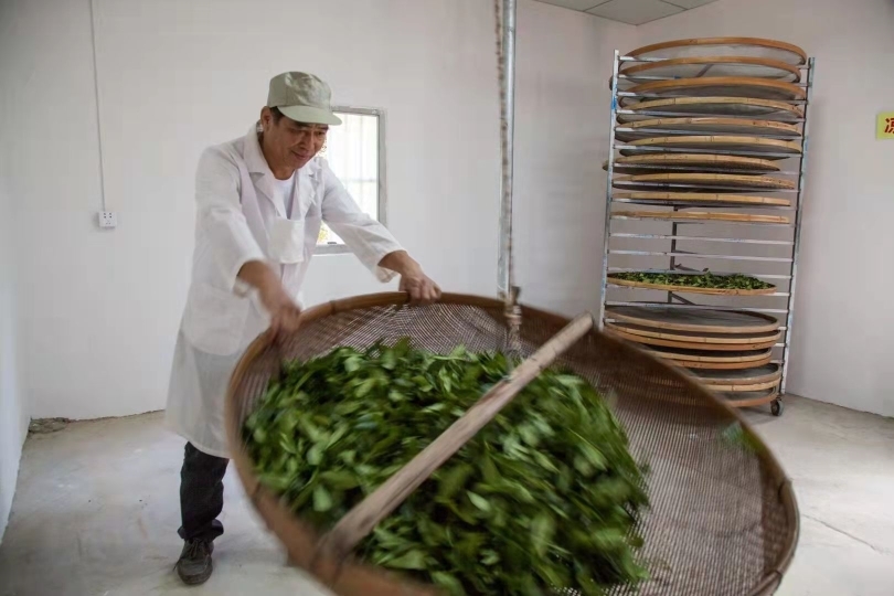 制茶师傅在初制车间翻动鲜叶