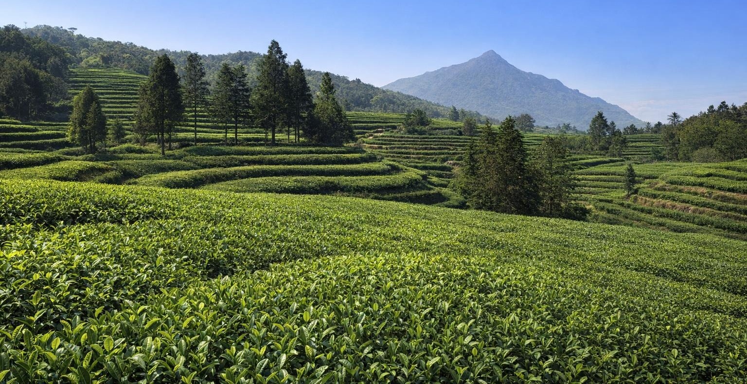 大宝峰茶园近景，茶树、坡地、林木和远山