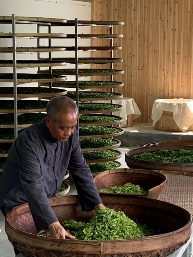 筛盘里的茶叶